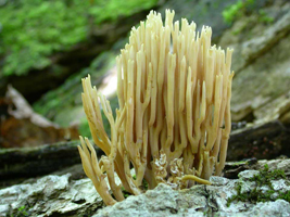 R. stricta – Strict, meaning very straight and upright, is a good name for this coral mushroom. R. stricta – Strict, meaning very straight and upright, is a good name for this coral mushroom.